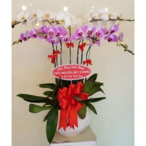 Chậu lan hồ điệp - 06